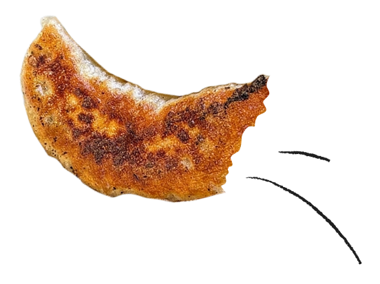 餃子